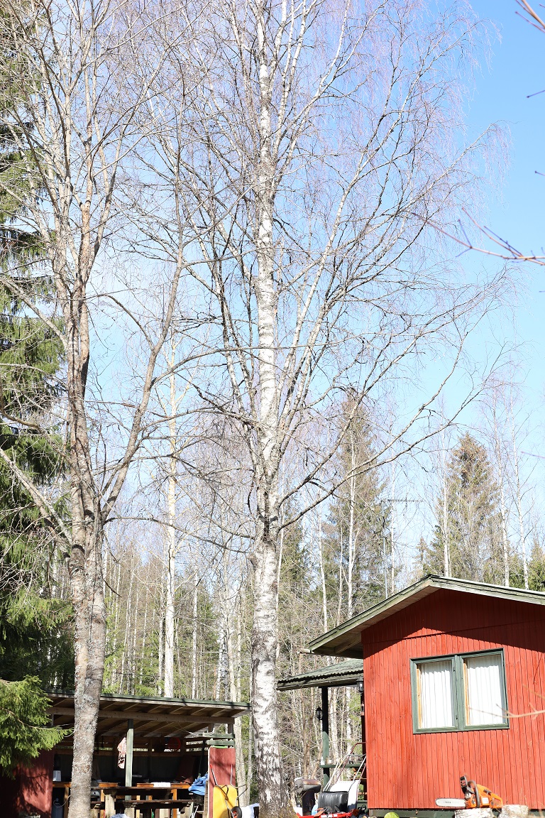 Koivu. Kiipeilykaato aivan talon vieressä, oksat kasvoi katon päälle. 370€